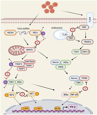 Seneca Valley virus 3Cpro antagonizes host innate immune responses and programmed cell death